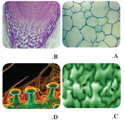 اختيار من متعدد